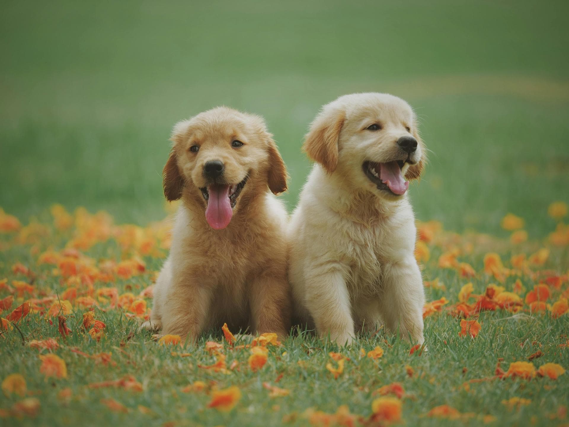Kennel Cough Vaccine Prices in North Dublin City