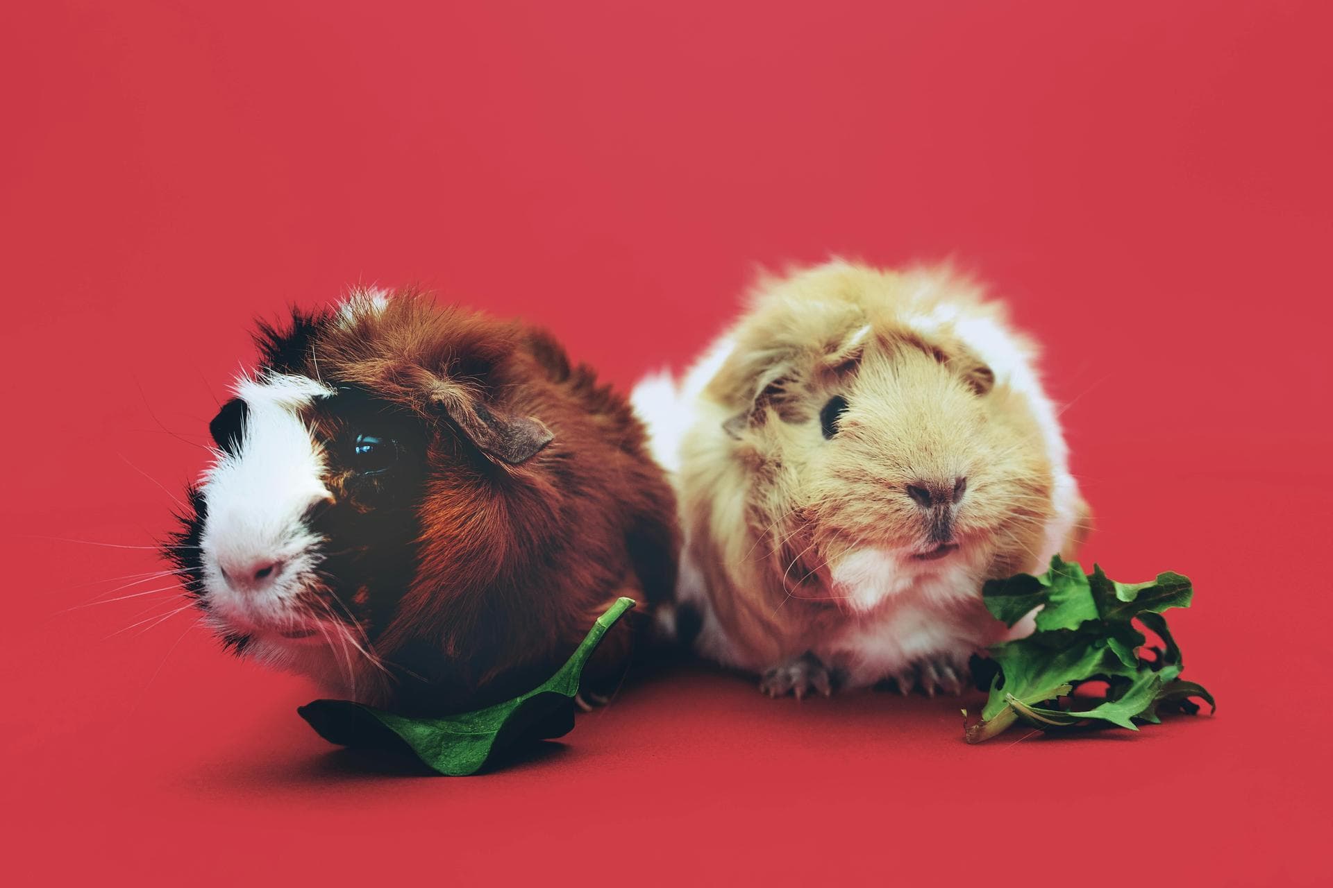 Vet Prices in North Dublin City