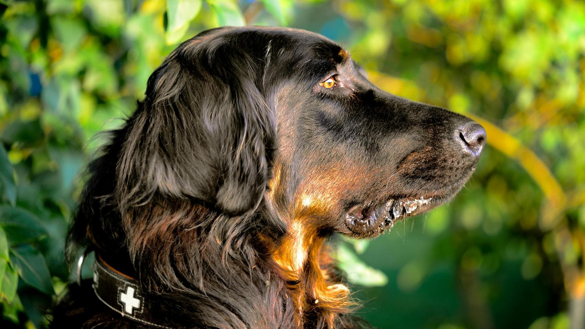 Farm & Large-Animal Vets near North Dublin City