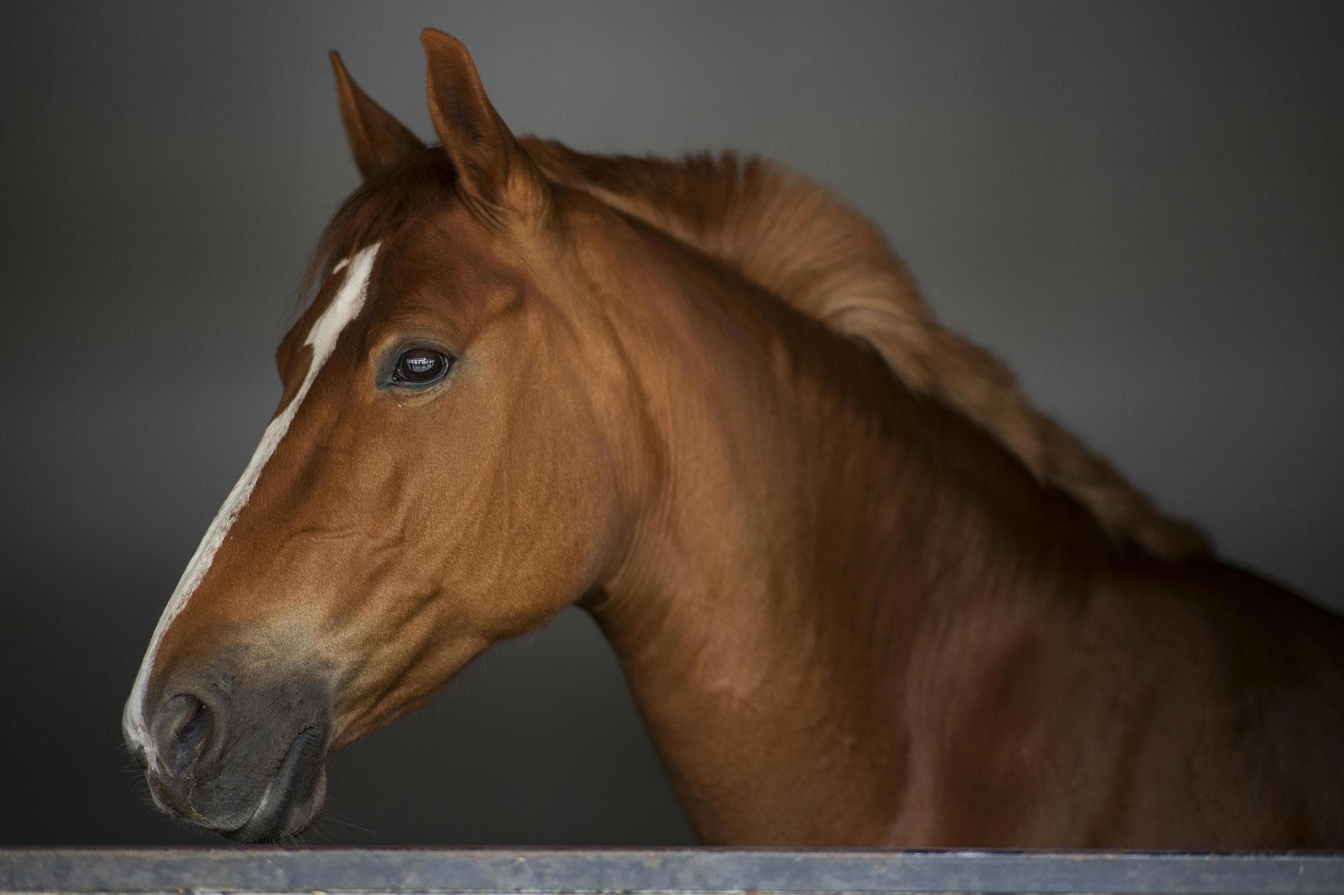 Emergency vets in North Dublin City