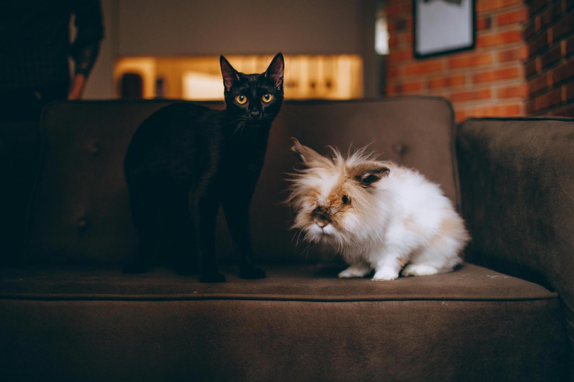 Specialist Vets in North Dublin City